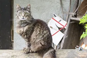 Tiger cat
