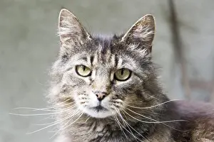 Tiger cat