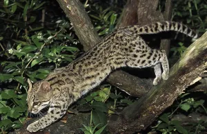 TIGER CAT OR ONCILLA (leopardus tigrinus)
