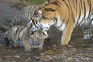 A tiger cleaning a young tiger in a natural scene