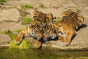 Two tiger cubs playing on the bank of a stream