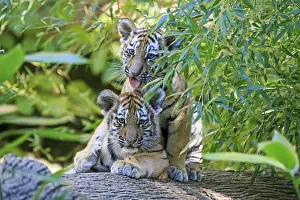Two tiger cubs playing on a tree trunk and one looking curiously