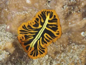 Tiger flatworm (Pseudoceros dimidiatus)