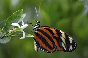 Tiger heliconian, ismenius tiger (Heliconius ismenius) perched on a on flower