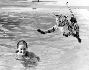 Tiger jumps into the swimming pool