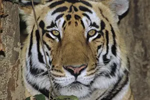 Tiger, Kanha Wild Life, Madhya Pradesh