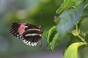 Tiger Longwing (Heliconius hecale)