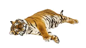 Tiger lying down isolated on white