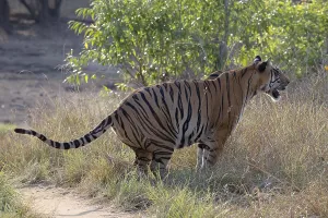 Tiger (Panthera tigris), Bengal tiger or Indian tiger
