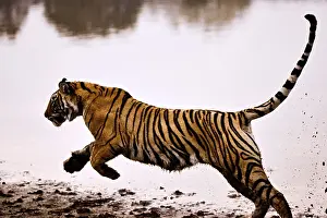 Tiger panthera tigris tigris running in lake