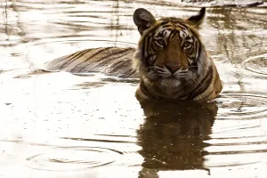 Tiger panthera tigris in water