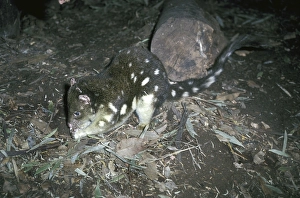 Tiger quoll, Spotted-tail quoll
