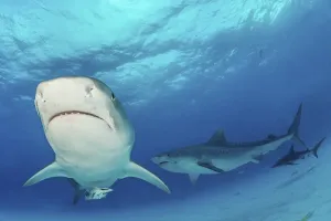 Tiger sharks (Galeocerdo cuvier)
