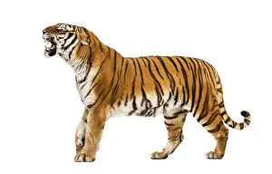 Tiger showing hir tooth, looking angry