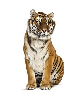 Tiger sitting in front of a white background