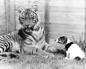 Tiger and small dog, England, Great Britain
