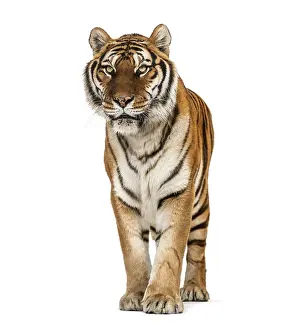 Tiger standing on a white background