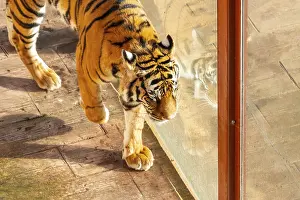 A tiger is walking on a brick floor
