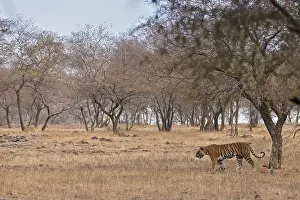 Tiger walking in Ranthambhore national park