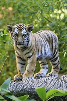 A tiger young standing upright on a tree trunk looking directly into the camera