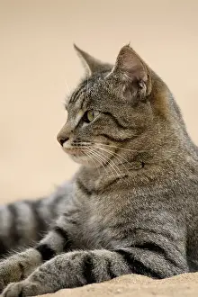 Tigered house cat lies in the sand