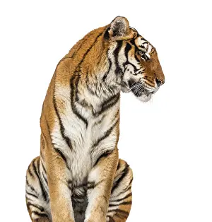 Tiger's head portrait, close-up