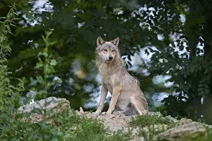 Timber Wolf (Canis lupus), adult