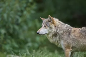 Timber Wolf (Canis lupus), adult