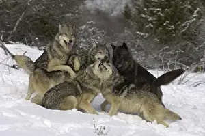 Timber Wolf (Canis lupus lycaon)
