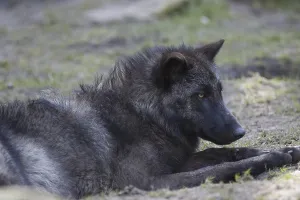 Timber wolf (canis lupus lycaon)