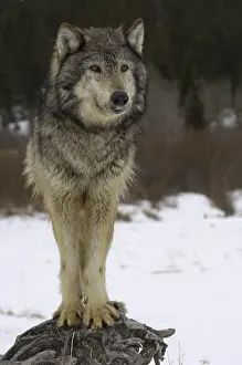 Timber Wolf (Canis lupus lycaon)