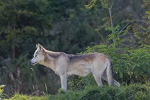 A timber wolf (Canis lupus lycaon) stands in backlight on a sunny day in green vegetation in a clearing