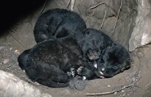 Timber Wolf cubs in den (Canis lupus)