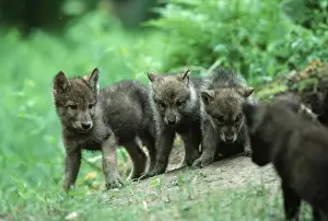 Timber Wolves, cubs at den, Timber Gray wolves (Canis lupus)