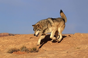 Timbergray wolf (Canis lupus), Monument Valley