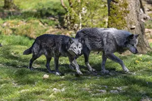 Timberwolf