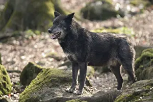 Timberwolf