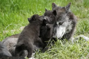 Timberwolf, American wolf (Canis lupus occidentalis)