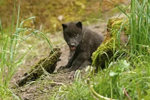 Timberwolf, American wolf (Canis lupus occidentalis)