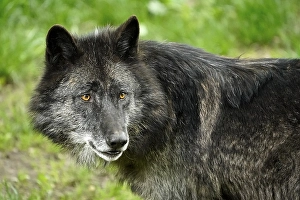 Timberwolf, American wolf (Canis lupus occidentalis)