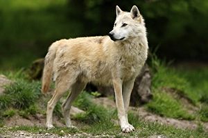 Timberwolf, American wolf (Canis lupus occidentalis)