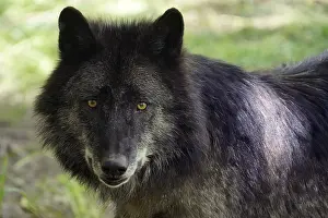 Timberwolf, American wolf (Canis lupus occidentalis)