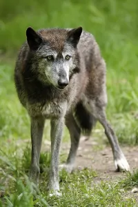 Timberwolf, American wolf (Canis lupus occidentalis)