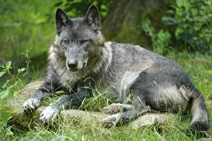 Timberwolf, American wolf Mackenzie Valley Wolf (Canis lupus occidentalis) lying