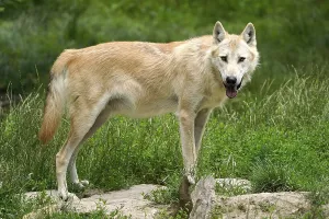 Timberwolf, American wolf Mackenzie Valley Wolf (Canis lupus occidentalis) standing