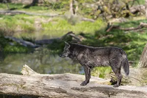 One Timberwolf, Canis lupus lycaon