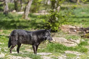 One Timberwolf, Canis lupus lycaon