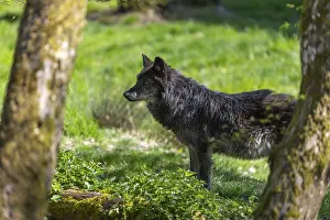 One Timberwolf, Canis lupus lycaon