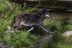 One Timberwolf, Canis lupus lycaon