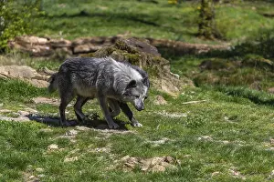 Two Timberwolves, Canis lupus lycaon